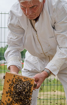 Bienen an der Universität Bremen
